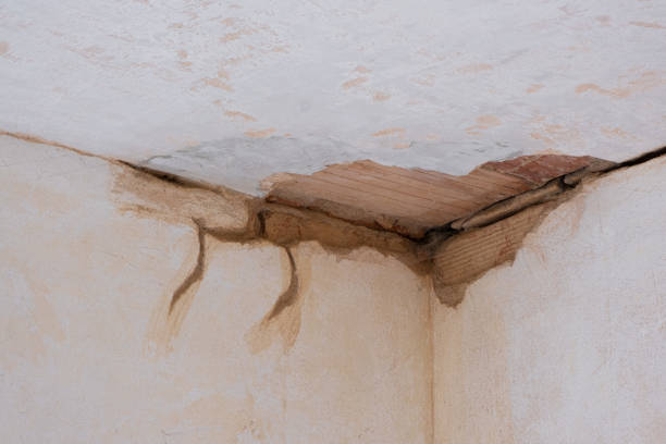 Best Professional water damage repair  in Citrus Park, AZ