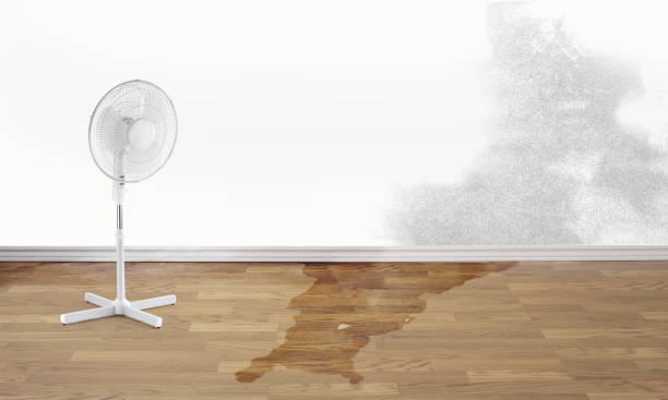 Best Water damage cleanup near me  in Citrus Park, AZ